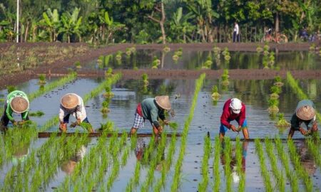 تنگه هرمز و گرانی نهاده‌ها؛ زنگ خطر برای امنیت غذایی مالزی