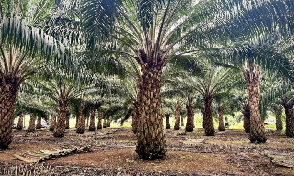 تایلند مصرف سوخت زیستی B20 را گسترش می‌دهد